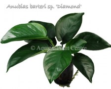 Anubias barteri sp. diamond